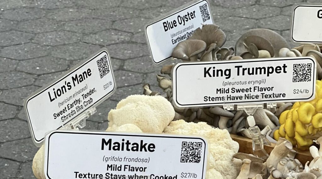 lions mane ir kiti grybai