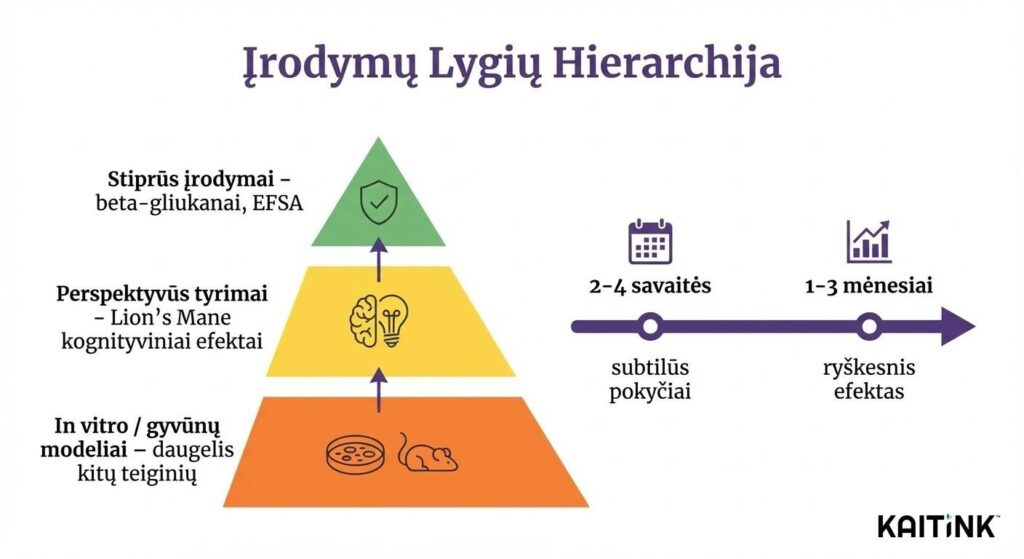 Funkcinių grybų mokslinių įrodymų lygiai: nuo EFSA patvirtintų beta-gliukanų iki laboratorinių tyrimų
