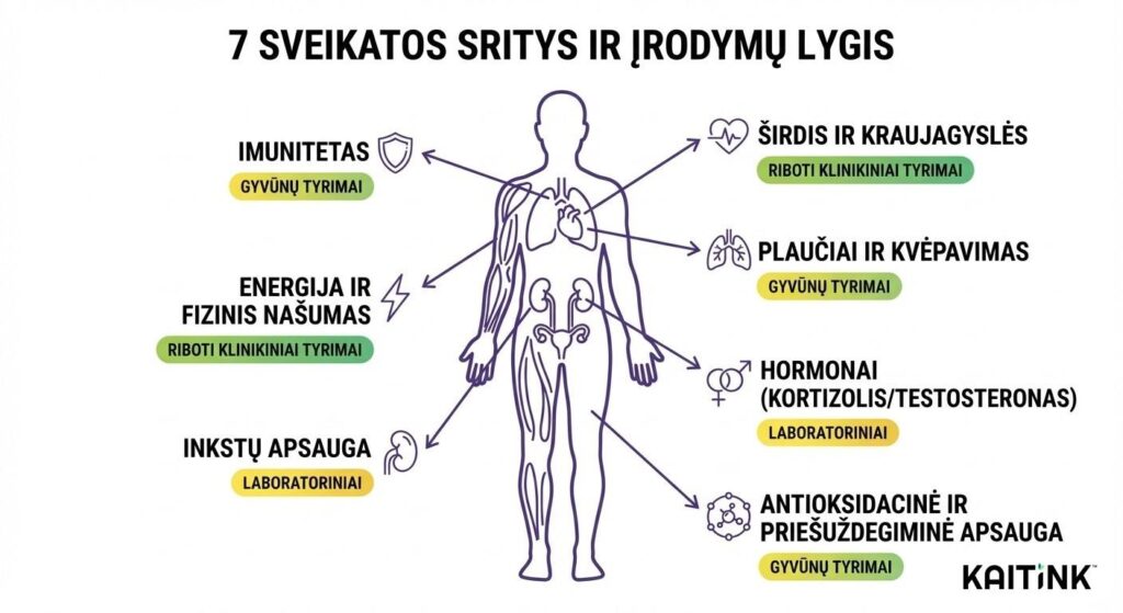 Kordicepso nauda sveikatai: 7 moksliškai tiriamos sritys su įrodymų lygio žymėjimu – imunitetas, energija, inkstai, širdis, plaučiai, hormonai, antioksidantai
