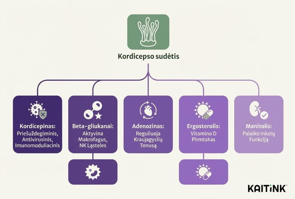 Kordicepso cheminė sudėtis: kordicepinas, beta-gliukanai, adenozinas, ergosterolis ir manitolis bei jų poveikis organizmui